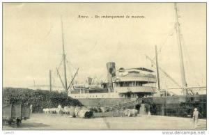 ALGERIE - Arzew - Embarquement de moutons - Port Paquebot