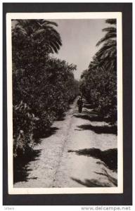 CPSM Algérie El Golea  vergers des pères blancs