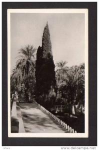 CPSM Algérie El Golea  jardins de l'annexe