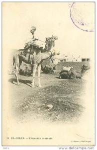 rare     CPA            El Goléa     chameaux coureurs                animée        D-644