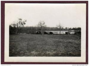 Belle photo ALGERIE 1932 - EL GOLEA - CHEVRES