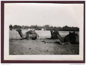 Belle photo ALGERIE 1932 - EL GOLEA - VIEUX KSAR - CHAMEAUX