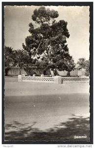DD / ALGERIE / EL GOLEA / LES OASIS / L´ ARBRE DE LA  PAIX