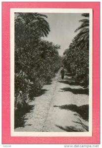 CPA  ALGERIE  -  EL GOLEA  -  50  Verger des Peères Blancs - Allée bordée d'orangers