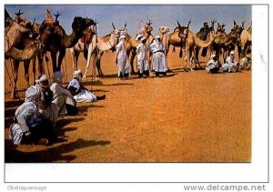 ALGERIE EL GOLEA  GROUPE DE MEHARI MEHARIS  ED AGENCE TOURISTIQUE TOP