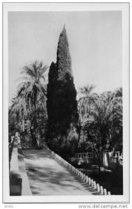 EL GOLEA -18 - Jardins de l´Annexe. Une Allée  - éd. J. LUSSON