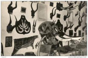 CHASSE - AFRIQUE - Eléphant - Défenses - Trophées de chasse - Ivoire - El Goléa - Musée de Buffalo Bordj