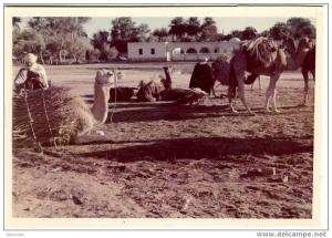 El Goléa   Algérie    retour de la corvée de bois