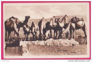 1130  ALGERIE  EL-Goléa  Abreuvoir des Chameaux