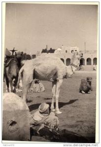 ALGERIE TOUGGOURT - Photo en avril 1952 Méhara au repos Animé Habitat Chameaux Cycliste