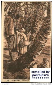 wf50190 Touggourt Recolte des Dattos