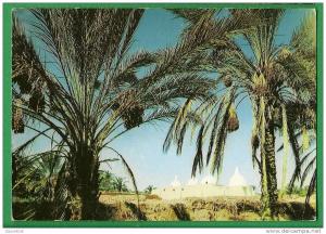 cpm  ALGERIE   -  Touggourt  , Tombeau des Rois         ...........LMC5