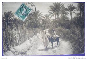 C. Postale  ALGERIE - TOUGGOURT - DANS L'OASIS (1908)