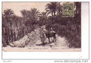 scènes et types TOUGGOURT dans l'oasis animation