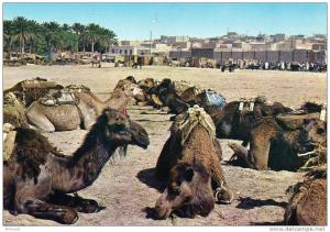 ALGERIE. TOUGGOURT.  LE SOUK