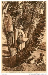 R16981 cpa Algérie - Touggourt, La Récolte des Dattes