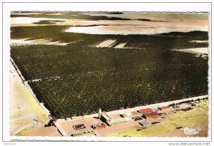 AFRIQUE - ALGERIE - TOUGGOURT - Vue aérienne