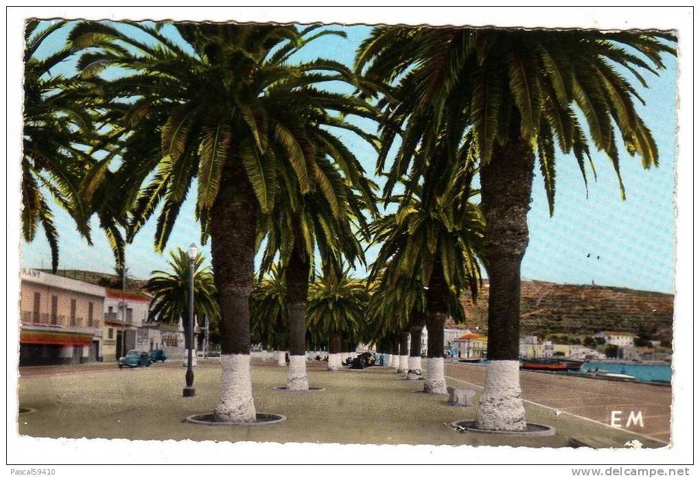 ARZEW -Algérie -La Palmeraie du Port           ...CPSM petit format