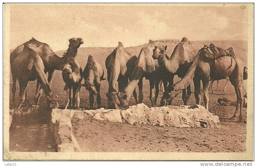 EL GOLEA ABREUVOIR DES CHAMEAUX COLLECTION AISSA ABAZA