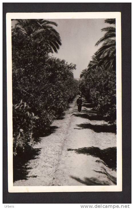 CPSM Algérie El Golea 