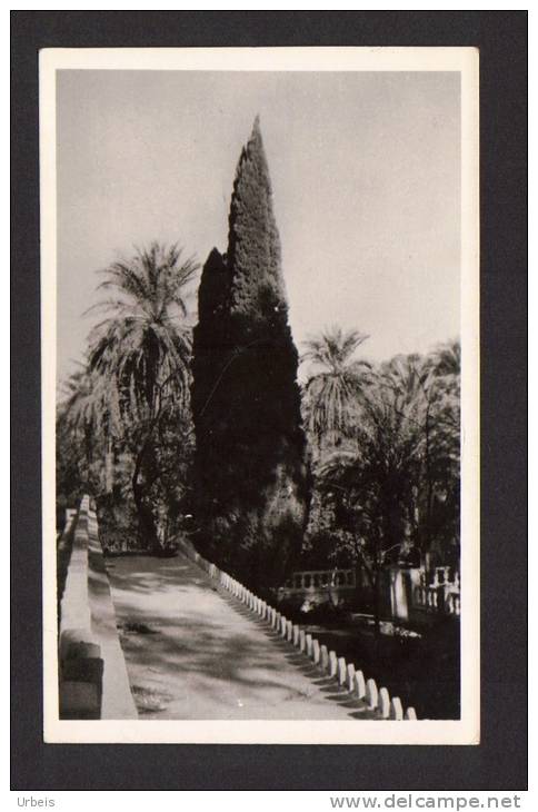 CPSM Algérie El Golea 