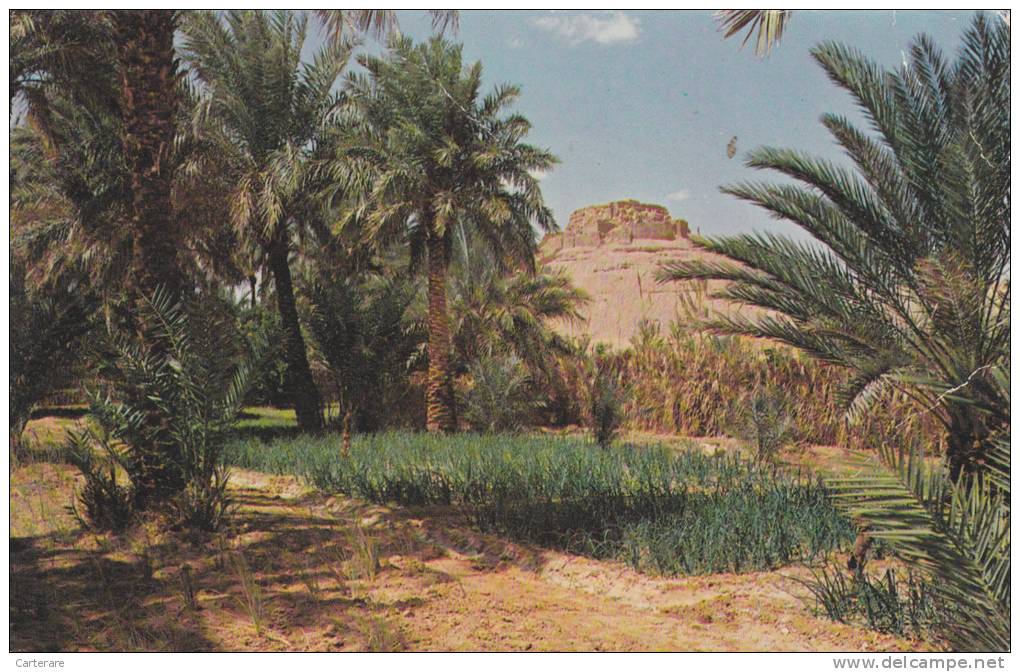 afrique,africa,algérie,EL GOLEA,EL MENIA,el meniaa,el ménéa,ghardaia,VIEUX KSAR,CARTE ANCIENNE,TERRAIN  REMPLI DE PASSE