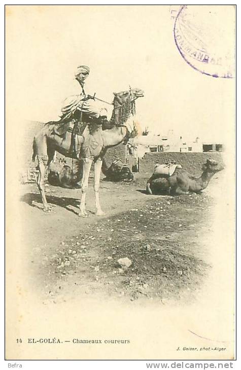 rare     CPA            El Goléa     chameaux coureurs                animée        D-644