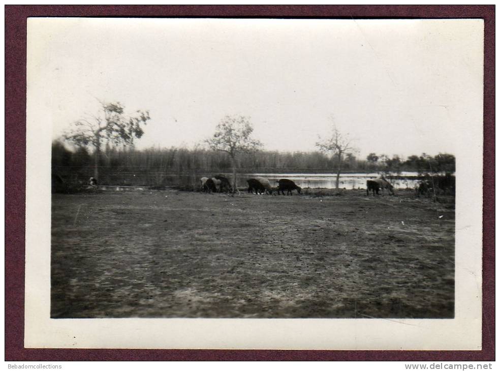 Belle photo ALGERIE 1932 - EL GOLEA - CHEVRES