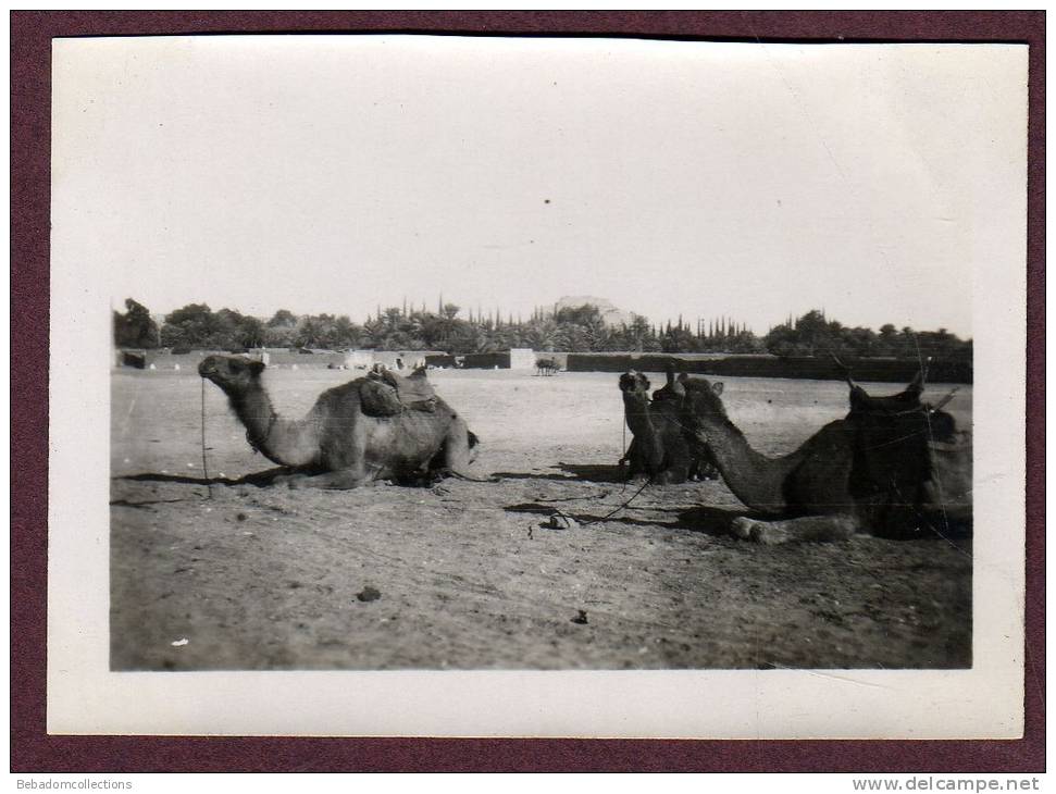 Belle photo ALGERIE 1932 - EL GOLEA - VIEUX KSAR - CHAMEAUX