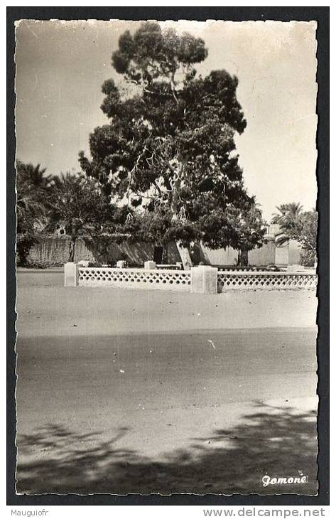 DD / ALGERIE / EL GOLEA / LES OASIS / L´ ARBRE DE LA  PAIX