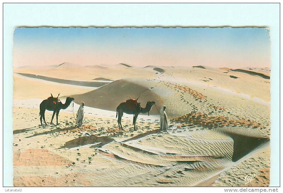 EL GOLEA dans le Grand Erg , chameau , El Menia , El Ménéa