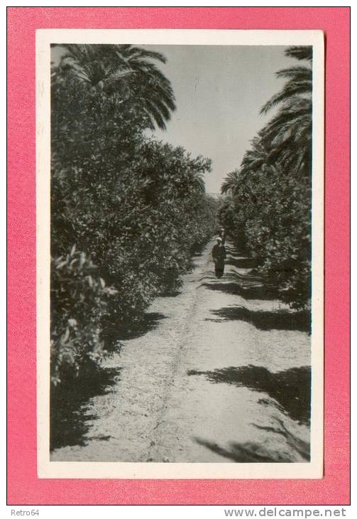 CPA  ALGERIE  -  EL GOLEA  -  50  Verger des Peères Blancs - Allée bordée d'orangers