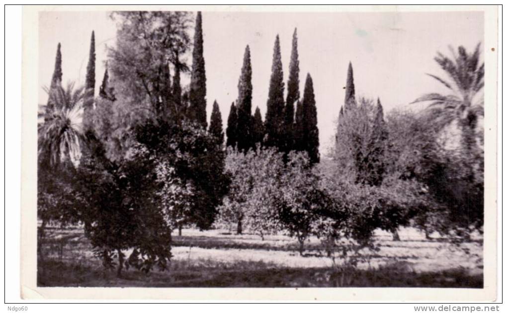 El Golea - jardins de l'annexe-un coin du verger