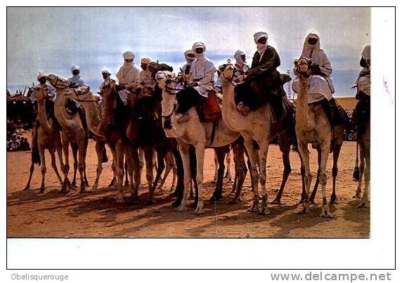 ALGERIE EL GOLEA COURSE DE MEHARI MEHARIS  ED AGENCE TOURISTIQUE