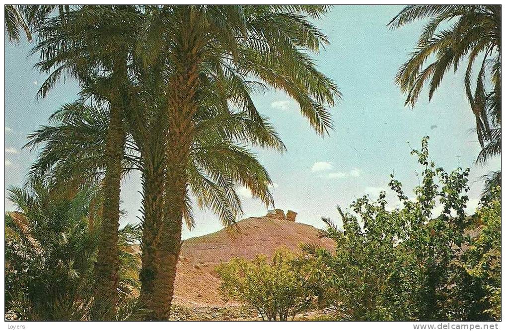 EL GOLEA.  Timbouzid.