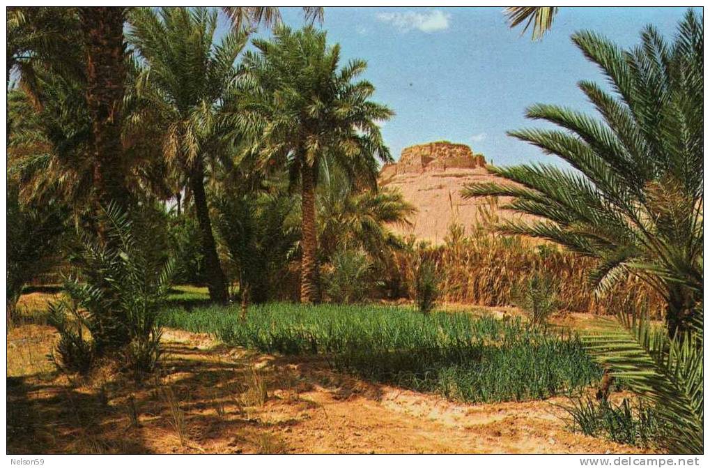 El Golea vue du vieux ksar