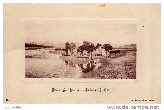 Extrême -Sud Algérien- Environs d´El-Goléa-Chameaux- 1923