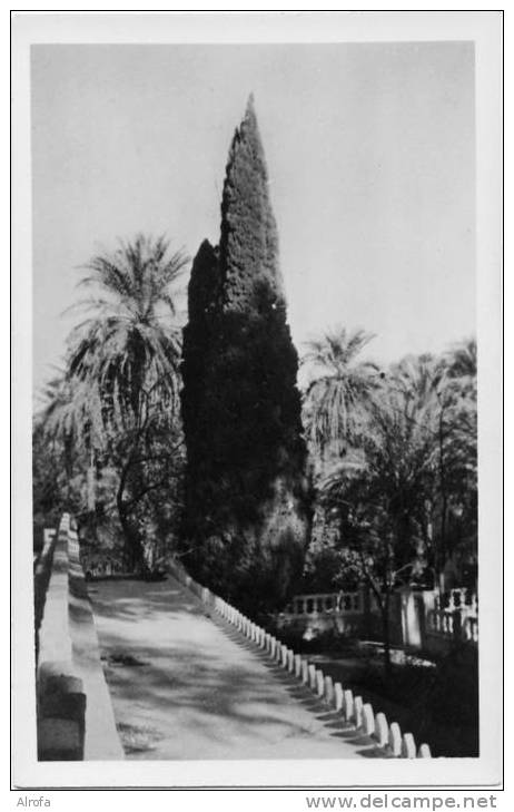 EL GOLEA -18 - Jardins de l´Annexe. Une Allée  - éd. J. LUSSON