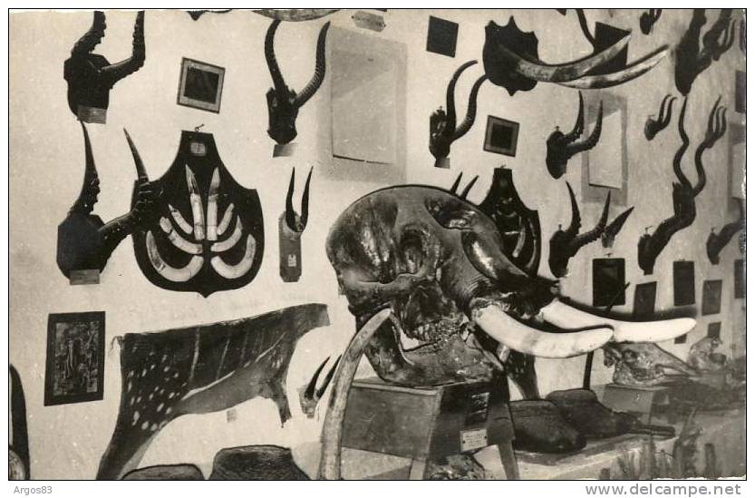 CHASSE - AFRIQUE - Eléphant - Défenses - Trophées de chasse - Ivoire - El Goléa - Musée de Buffalo Bordj