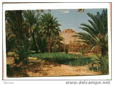 4177- EL GOLEA-- vue du vieux ksar