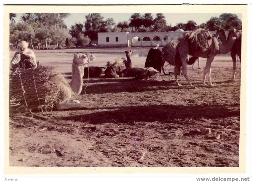 El Goléa   Algérie    retour de la corvée de bois