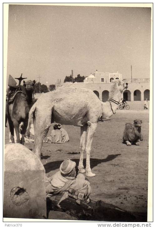 ALGERIE TOUGGOURT - Photo en avril 1952 Méhara au repos Animé Habitat Chameaux Cycliste