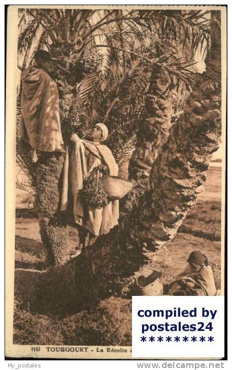wf50190 Touggourt Recolte des Dattos