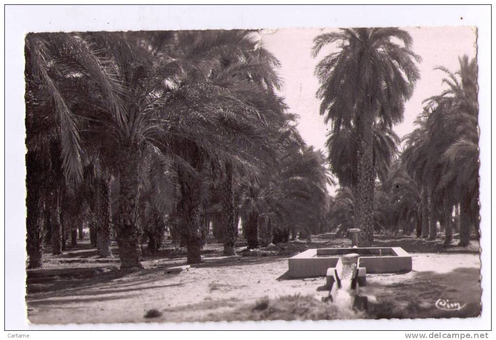 ALGERIE TOUGGOURT (Constantine)