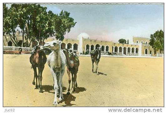 CP.   TOUGGOURT.   HOPITAL  MIXTE