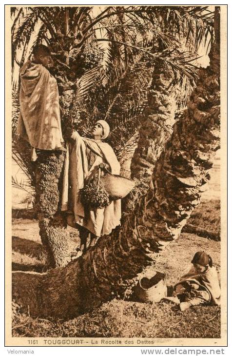 R16981 cpa Algérie - Touggourt, La Récolte des Dattes