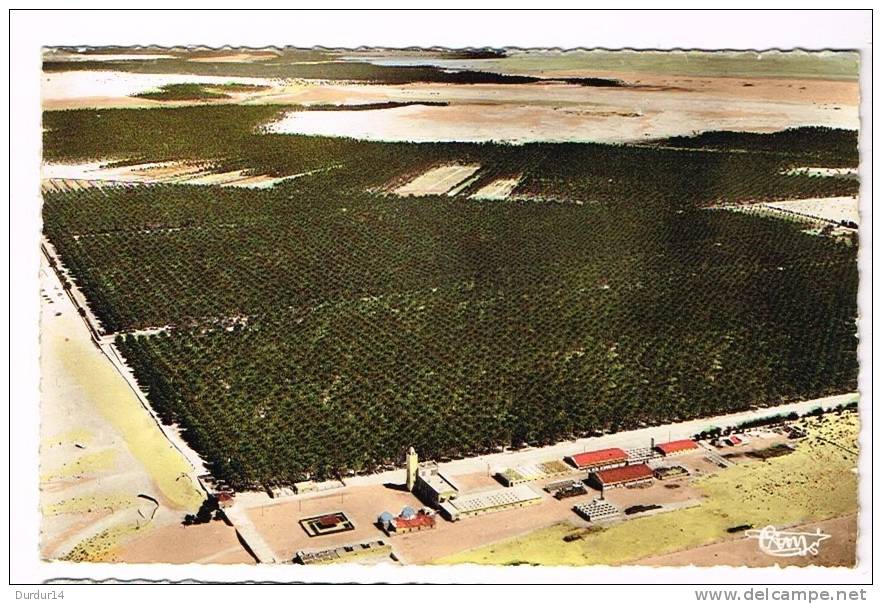 AFRIQUE - ALGERIE - TOUGGOURT - Vue aérienne