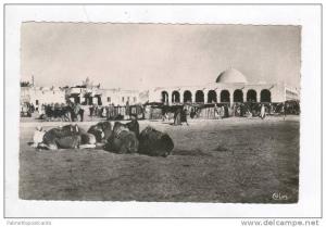 RP Busy Market Square w/ Camels / Sur le Marche,Touggourt,Algeria 1900-10s