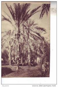 ALGERIE - TOUGGOURT - sous palmes dans les jardins de l´hôtel - pas d´éditeur - d10 281