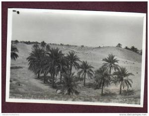 Belle photo ALGERIE 1932 - TOUGGOURT - PALMERAIE
